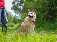 Skye treue seele sucht ....