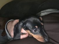 1süßes Mädel Dackel Kurzhaar Standard sucht noch ein zu Hause