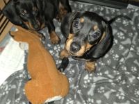 2 süße Mädels Dackel Kurzhaar Standard suchen ein zu Hause