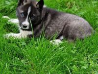 Ein Siberian Husky Welpe