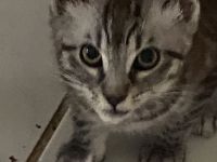 Katzenkind sucht für immer Zuhause