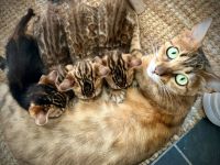 Schnäppchen ‼️500 € 💝Traumkitten wie aus dem Bilderbuch mit Schmusecharakter