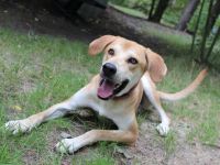 Klaas Knopf, Labrador-Kangal-Mix, geb. 2024