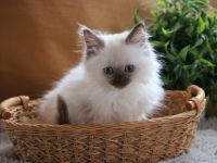 Heilige Birma Kitten