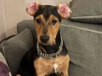Welpe abzugeben Jack russell und deutscher pinscher mischlinge