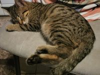 Große Schmusemaus sucht ihr füri mmer Zuhause