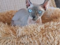 Sphynx Elf Deckkater