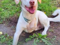 Luke - unser Dreibein sucht sein Zuhause für immer (29348 Eschede)