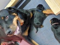 Rottweiler welpen aus ADRK Zucht