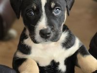 American Bully / Schäferhund Welpen