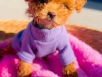 Schöner Teacup-Pudel