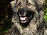 Gino sucht sein Glück..