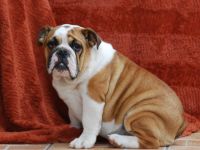 Wunderschöne English Bulldog Welpen mit FCI-Stammbaum zu verkaufen!