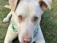 Farina, geb. ca. 10/2021, lebt in 21698 Bargstedt