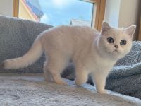 Zwei BKH-Mädels in silver shaded point + golden shaded point (kastriert)