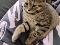 BKH golden black tabby