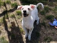 Flocki wartet auf seine Menschen