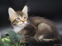 Maine Coon Babys mit Stammbaum