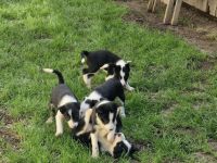 Border Collie Welpen