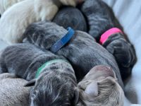 Labrador Welpen mit Ahnenpass in silber, charcoal und champagner