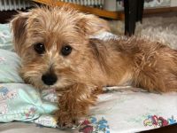 Möhre in 17091 Kriesow sucht ihr Für-Immer-Zuhause