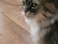 Schöne Main-Coon Katze