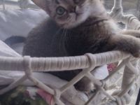 Junger Kater sucht liebevolles Zuhause