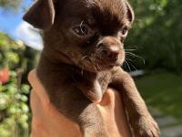 Kurzhaar Chihuahua Welpen „Schoko“
