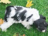 Zwerg/ Toyschnauzer Hündin mit Papieren