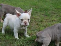 7 freiatmende Französische Bulldogge Welpen