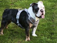 Schweren Herzens abzugebn