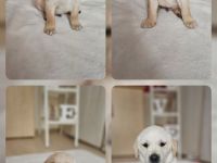 Wundervolle Labradorwelpen suchen ein liebevolles Zuhause