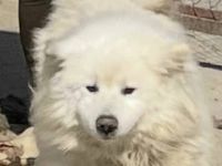 Samojedenrüde Sasha