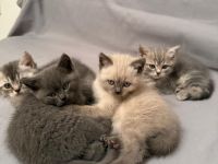 Wundervolle Britisch-Kurzhaar-Kitten ABGABE 06.11.2025