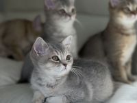 Süße Britisch Kurzhaar (BKH) Kitten suchen ein liebevolles Zuhause