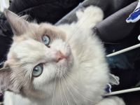 Ragdoll Katzen