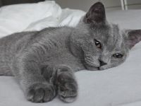 Britisch Kurzhaar Kitten Kater dunkelgrau