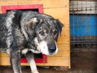 Senior Lukas sucht Gnadenplatz