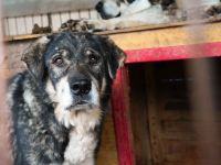 Senior Lukas sucht Gnadenplatz