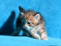 Reinrassige Sibirische Katzenbabys in black golden tabby classic