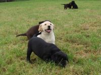 Labrador Welpen in gelb (blond), schoko chocolate braun und schwarz sehr kinderlieb und verspielt