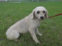 FLUFFY - Kleinpudel (kastriert) - NOTFALL -  (SGB 450,00 €)