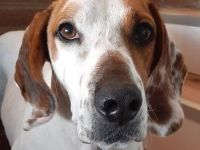 Zack, geb. ca. 10/2022, lebt auf einer Pflegestelle in 23566 Lübeck