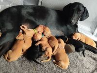 Süße Labrador -Vizsla Welpen