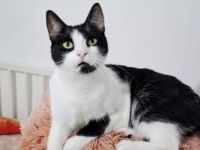 Papillon sucht ein Zuhause