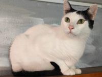 Zuhause gesucht für Marico
