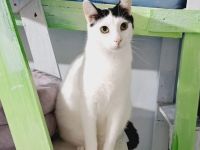 Zuhause gesucht für Marico