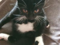 BKH Kater schwarz mit weiß