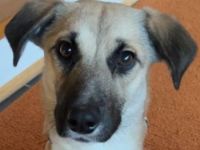 Fary, geb. ca. 02/2024, lebt auf einer Pflegestelle in 58332 Schwelm