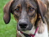 Diona, geb. ca. 05/2024, lebt auf einer Pflegestelle in 48291 Telgte